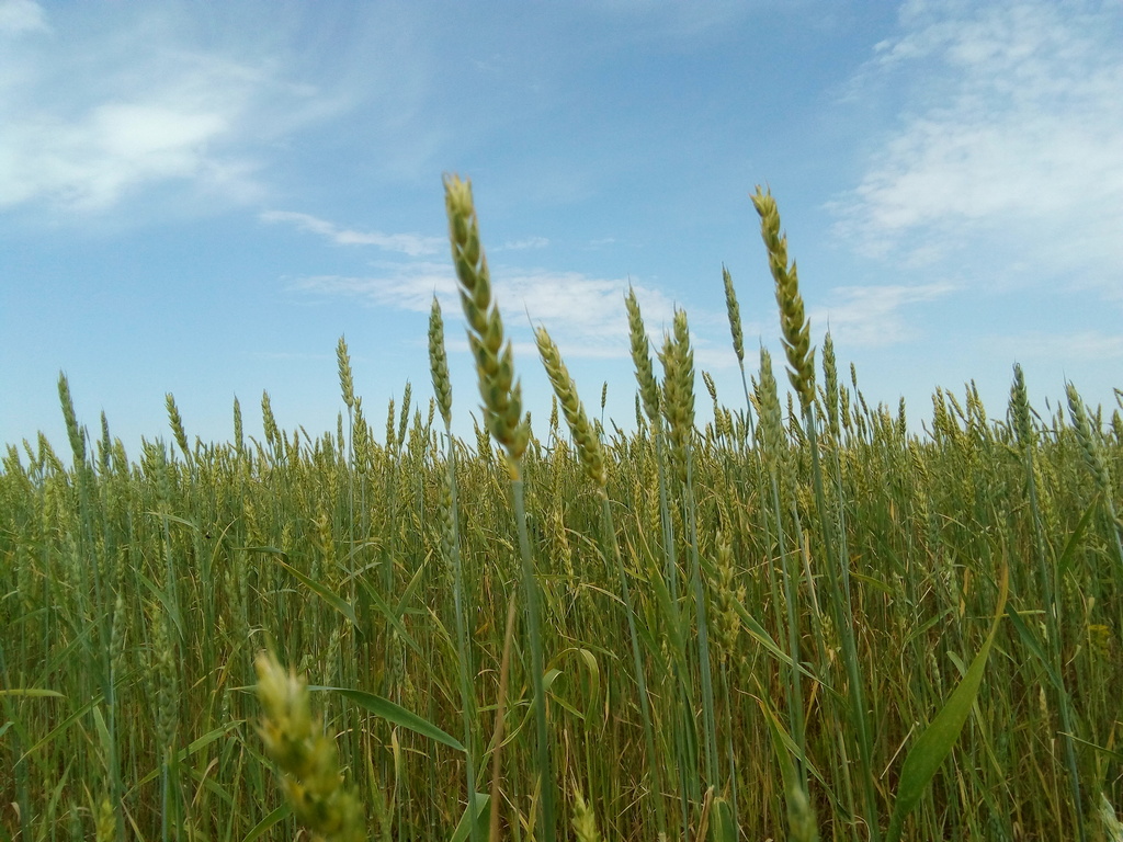 Online seminar “On adapting the DSSAT model to predict yield in the Central Asian region”